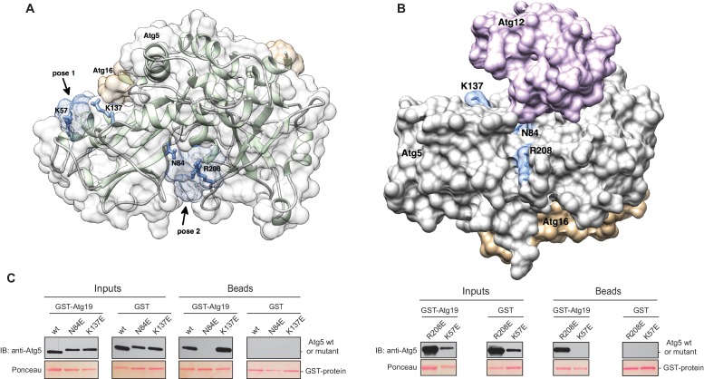 Figure 4.