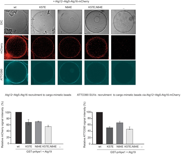 Figure 6—figure supplement 2.