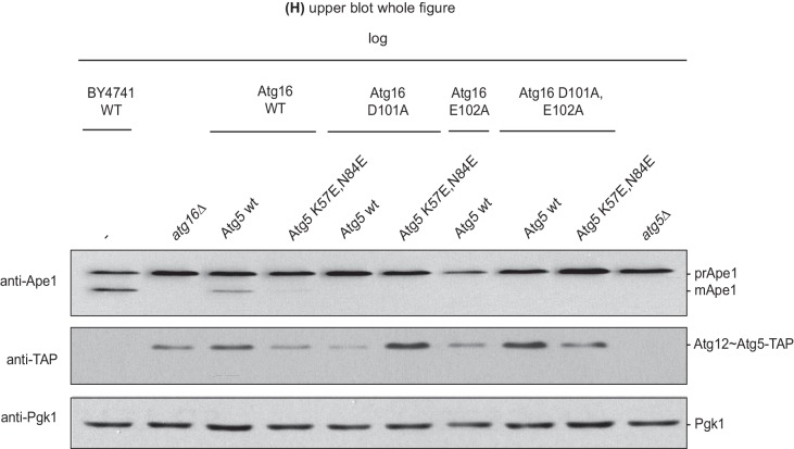 Figure 5—figure supplement 2.