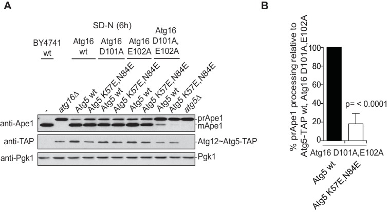 Figure 5—figure supplement 3.