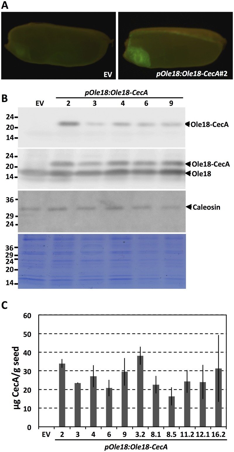 Fig 2