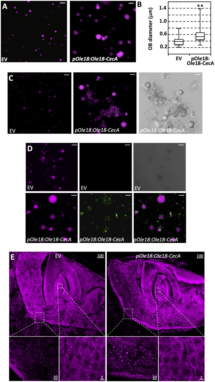 Fig 3