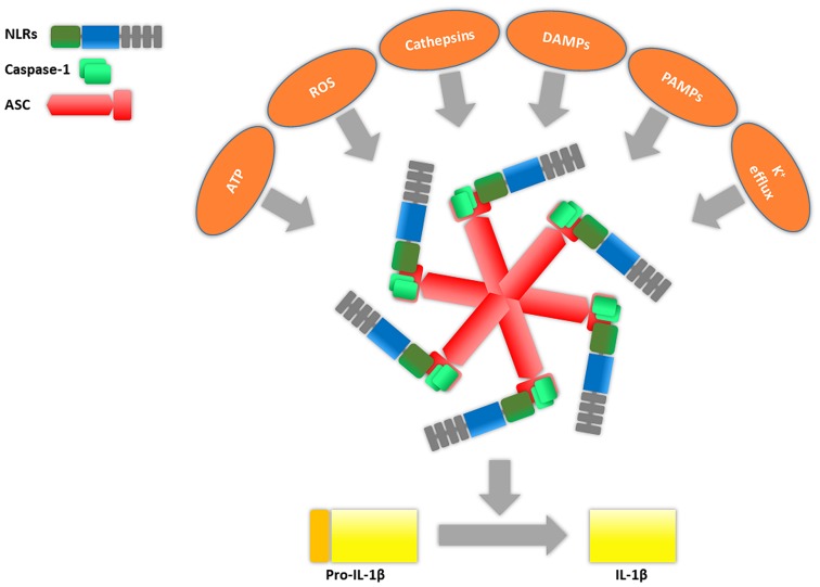 Figure 2.