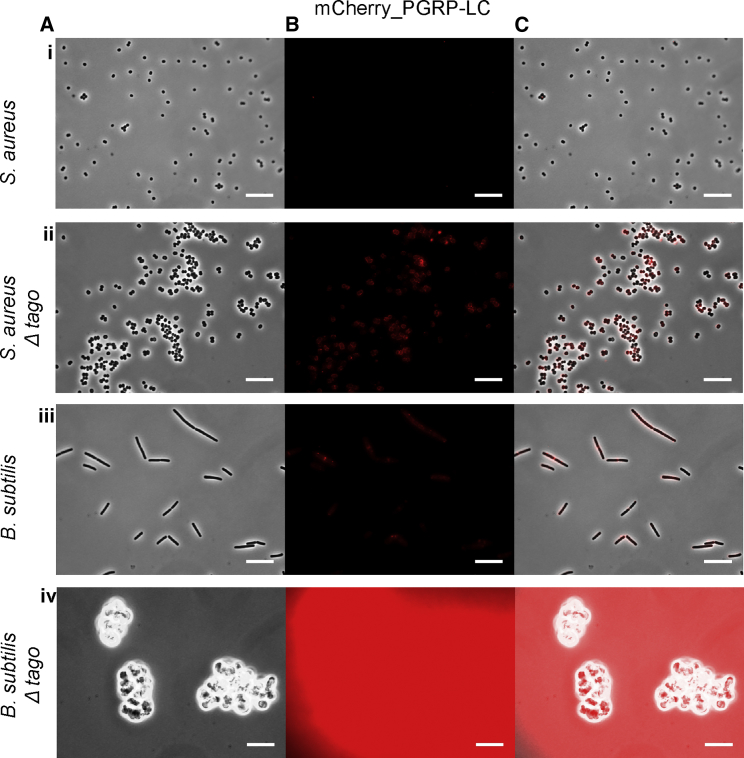 Figure 2