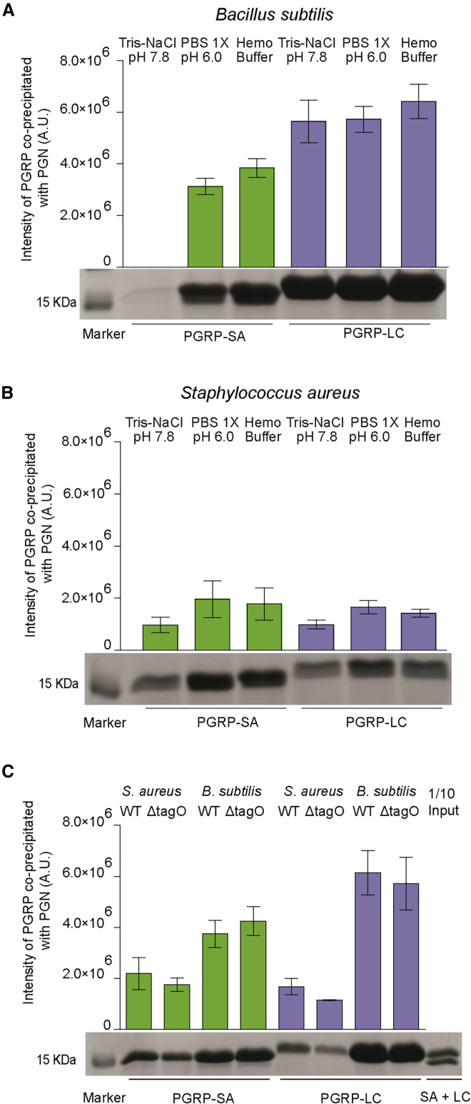 Figure 4