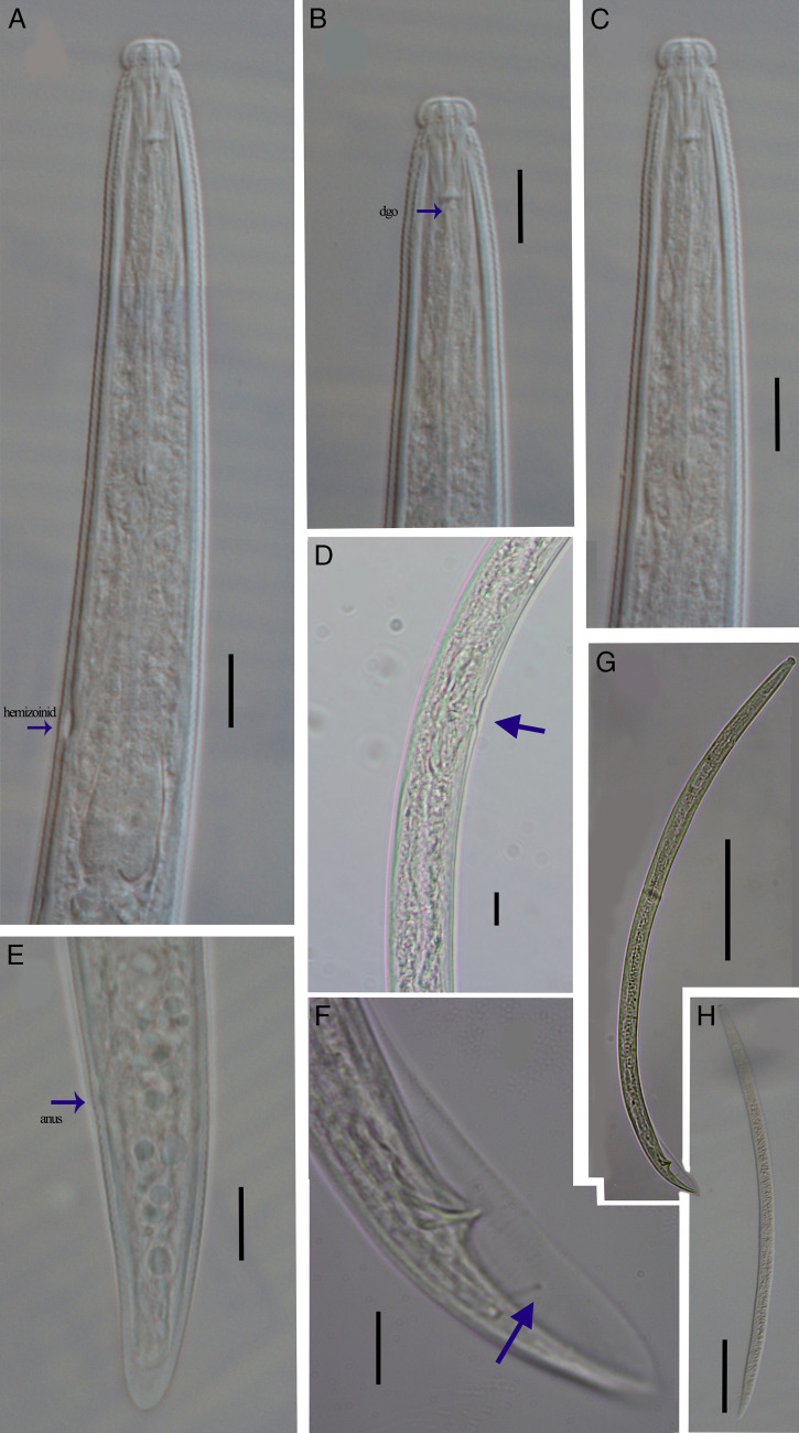 Figure 2: