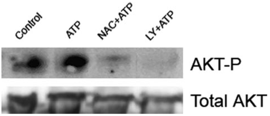 FIGURE 3