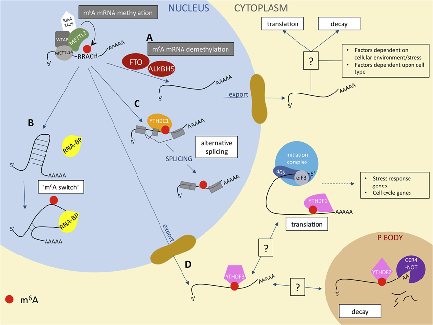 Figure 1: