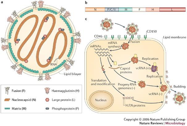 Box 1 | Measles virus – the basics