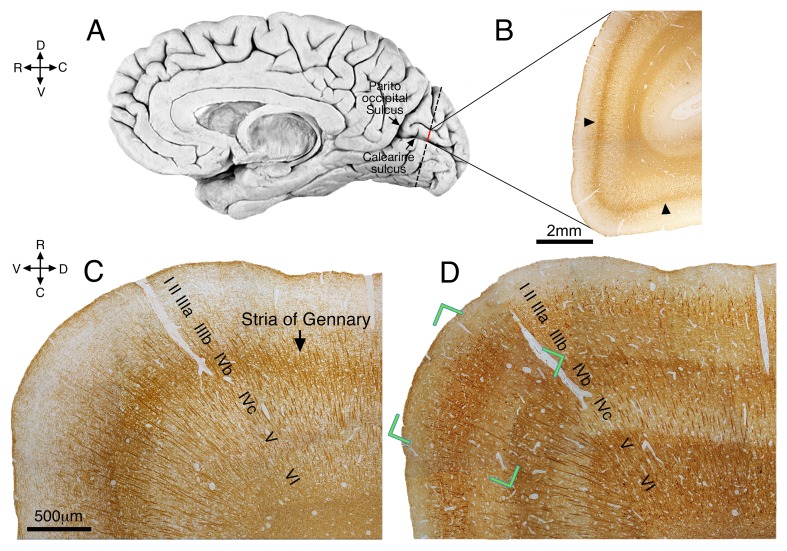 Figure 4—figure supplement 1.