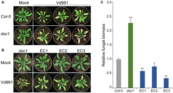 Figure 5