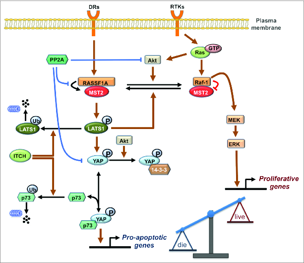 Figure 1.