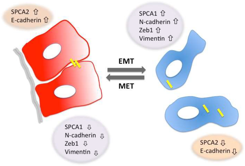 Figure 3: