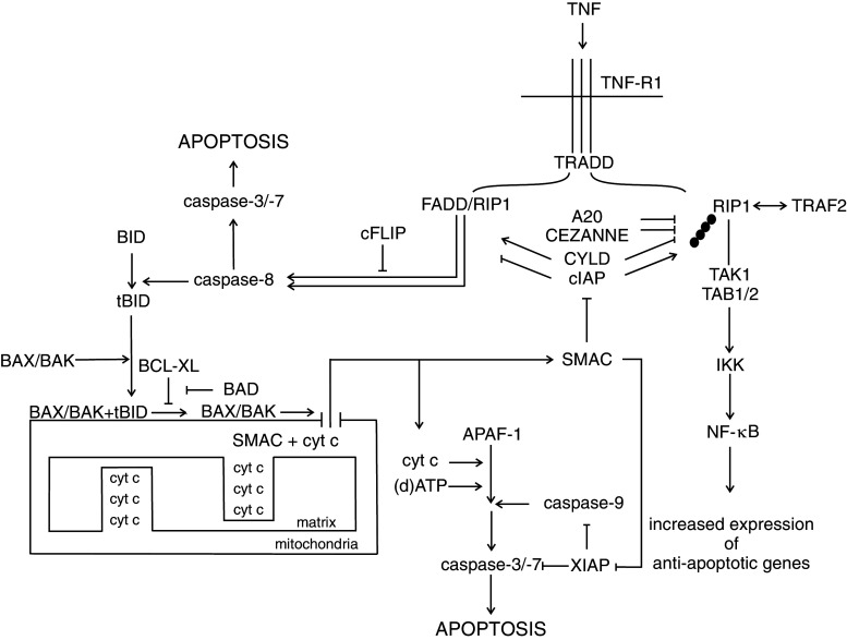 Fig. 1