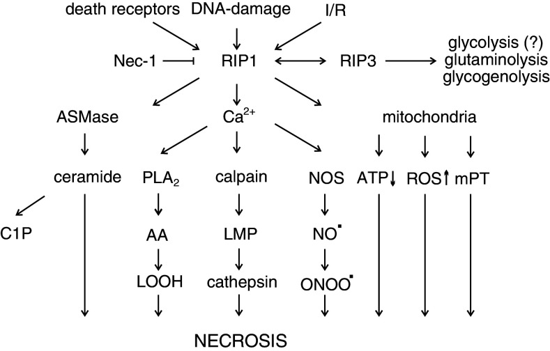 Fig. 2