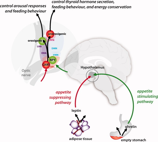 FIGURE 1