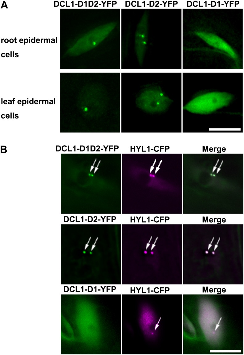 Figure 2.