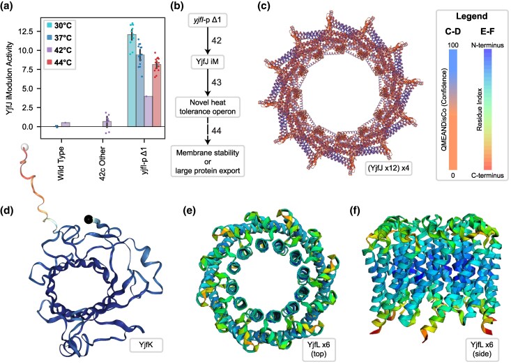 Upregulation and structure prediction for yfjIJKL suggest a role in survival at high temperatures.