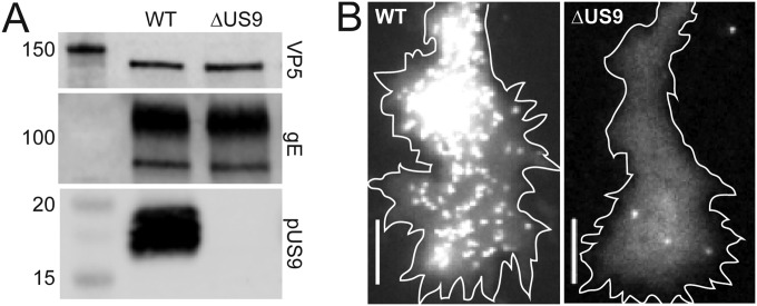 FIG 1