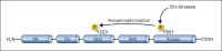 Fig 3.