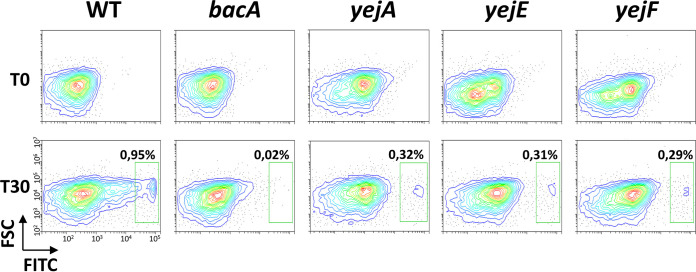 FIG 6