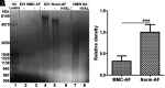 <b>FIG. 2.</b>