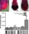 <b>FIG. 1.</b>