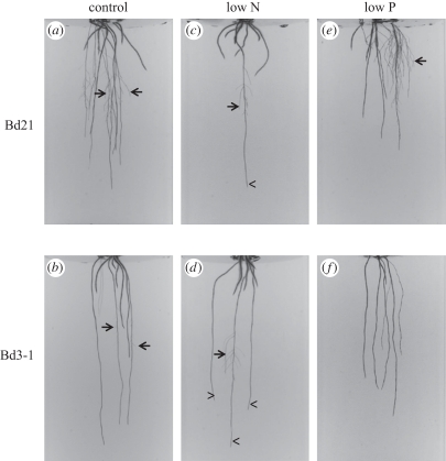 Figure 1.