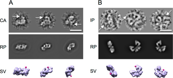 FIGURE 5.