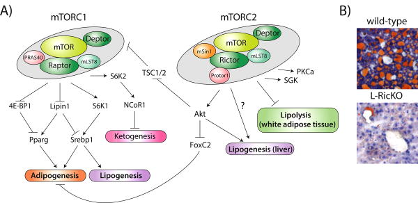 A central role for mTOR in lipid homeostasis - PMC