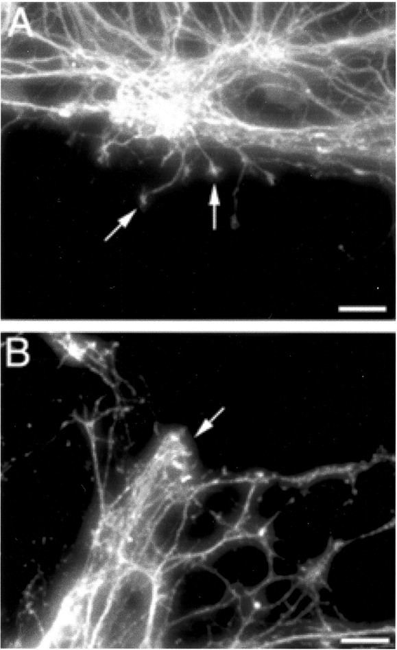 Fig. 9.