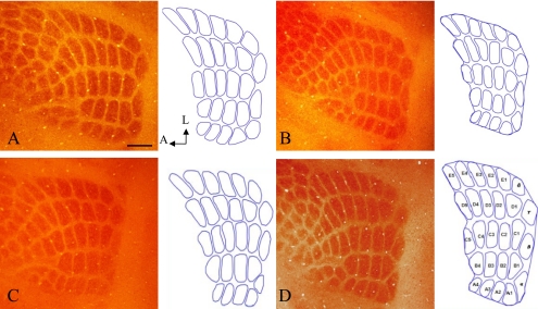 Fig. 1