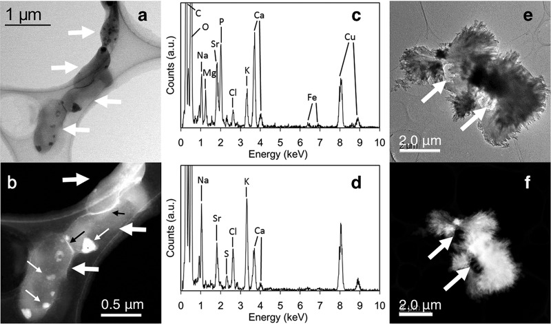 FIG 4