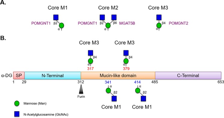 FIGURE 1.