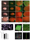 Fig. 4