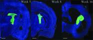 <b>FIG. 1.</b>