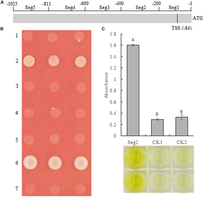 FIGURE 7