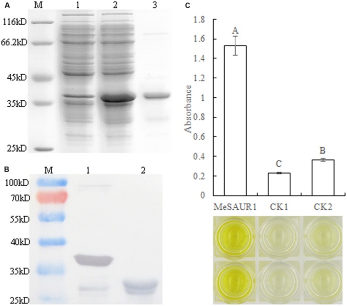 FIGURE 6