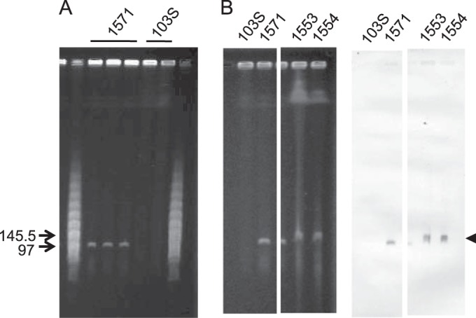 FIG 1