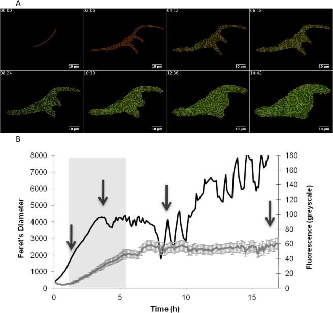 Figure 5