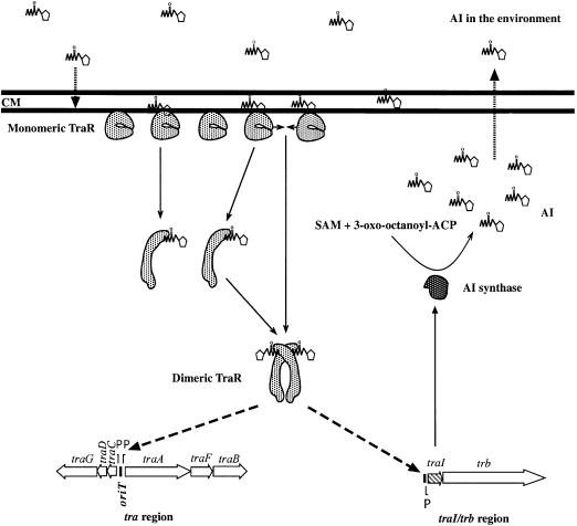 graphic file with name cdd502f9.jpg