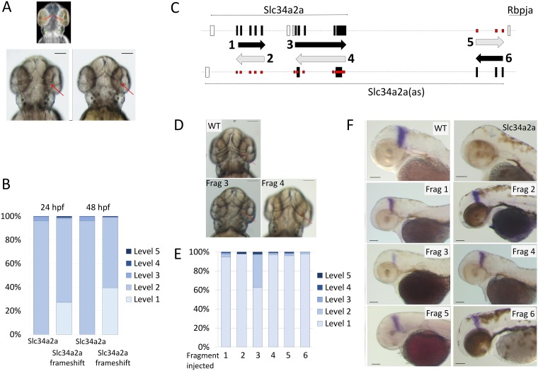 Fig 4