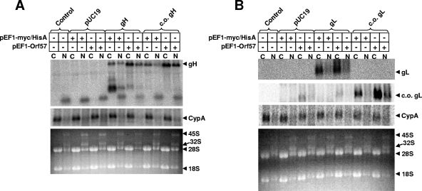 FIG. 4.