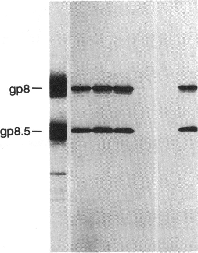 graphic file with name jbacter00050-0199-b.jpg