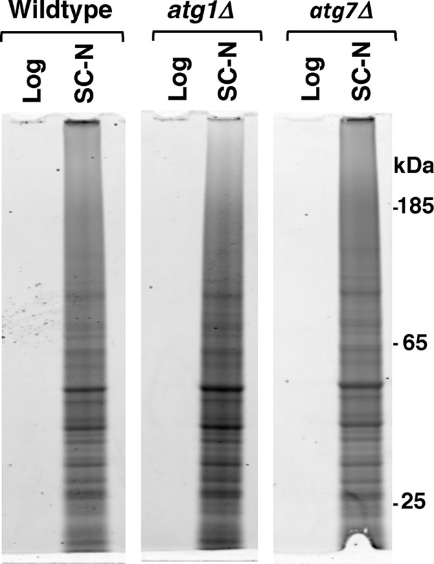 FIGURE 5: