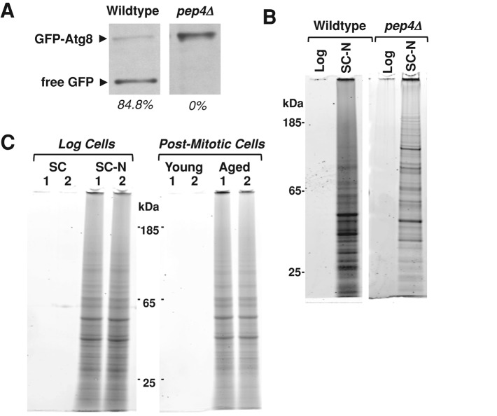 FIGURE 4: