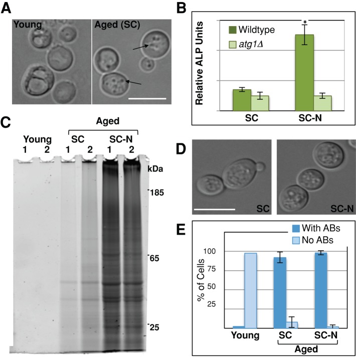 FIGURE 3: