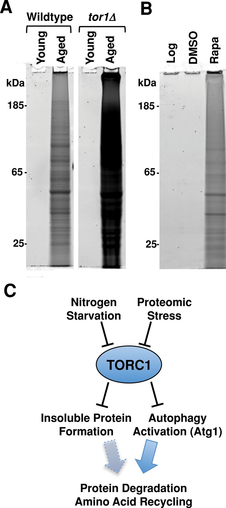 FIGURE 6: