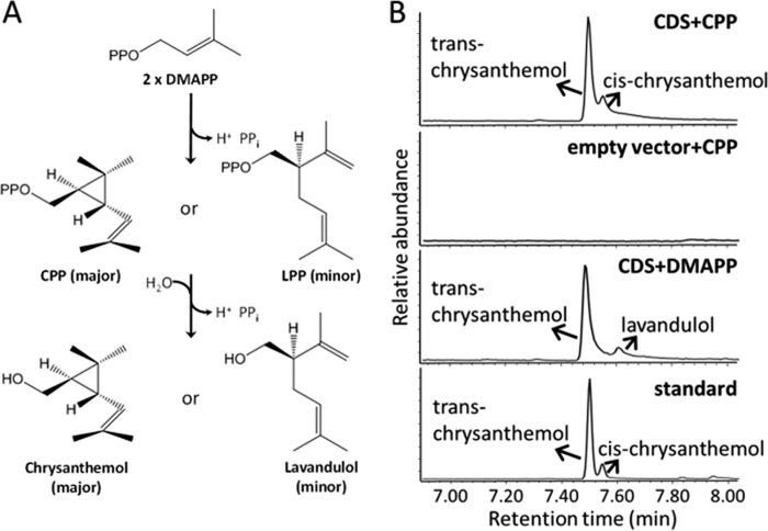 FIGURE 1.