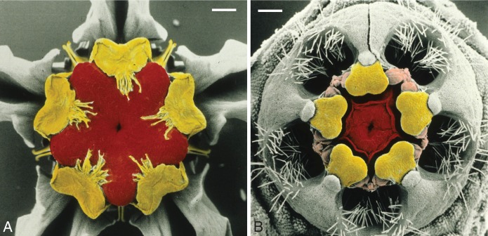 Fig. 8.